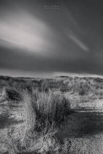 At the Northsea dunes